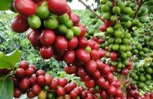 Recuperar el café dominicano requiere de RD$1,000 millones al año